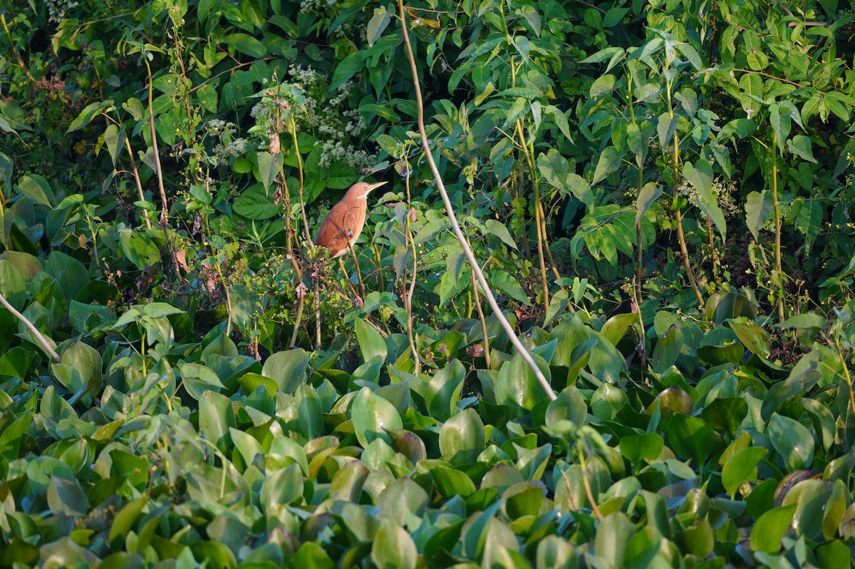 Cinnamon Bittern - ML628657396