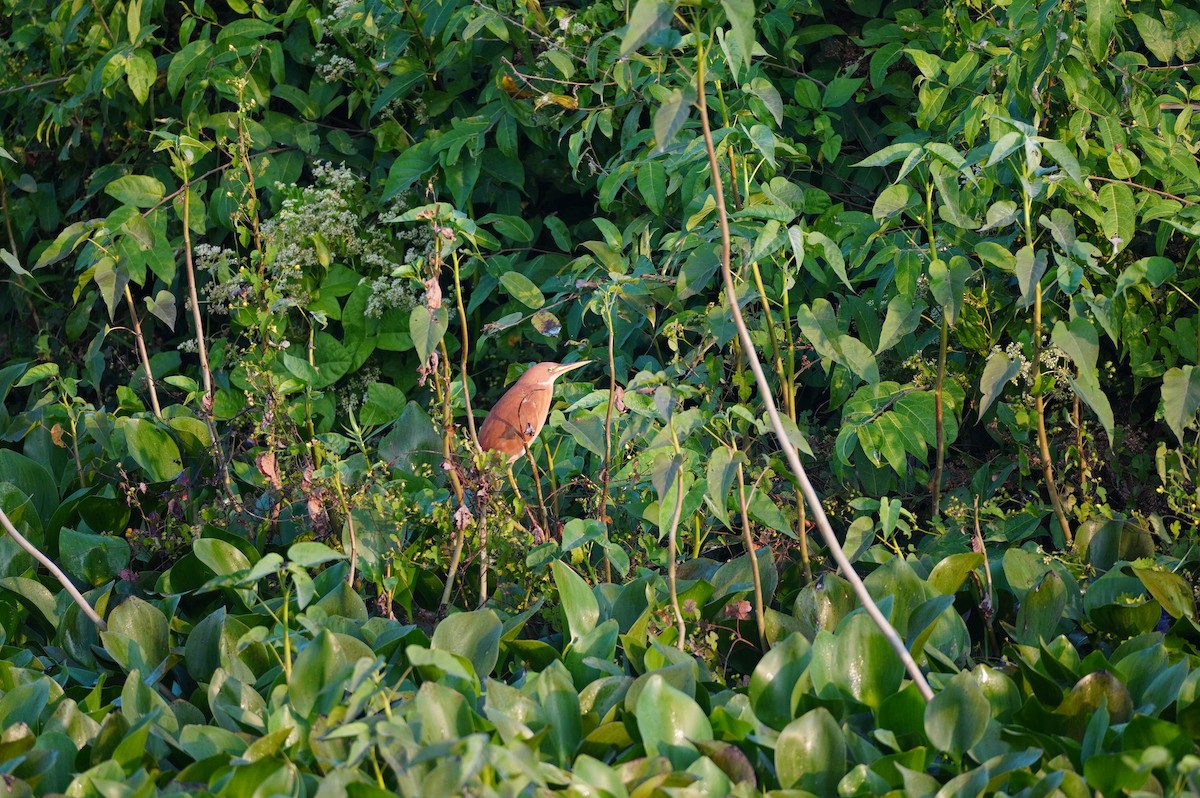 Cinnamon Bittern - ML628657397