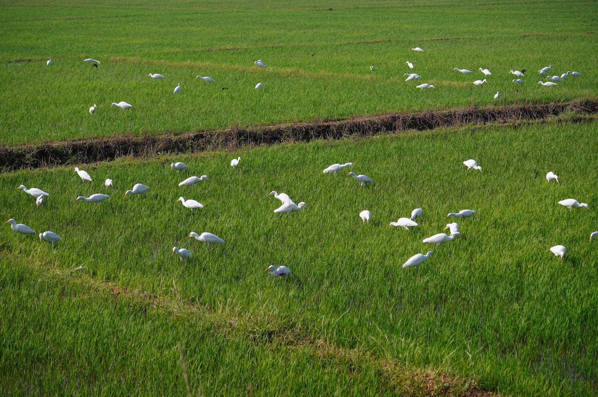 Little Egret - ML628657414