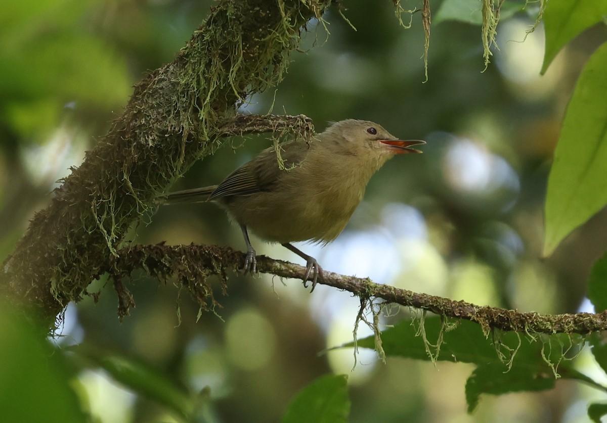Moheli Brush-Warbler - ML628657424