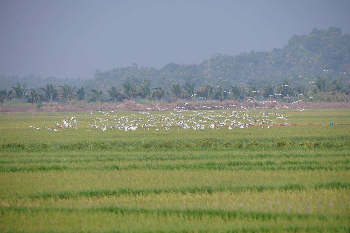 Little Egret - ML628657435
