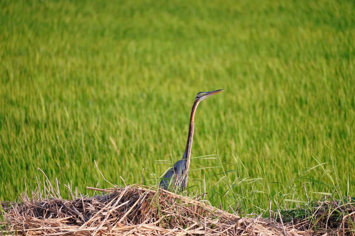 Purple Heron - ML628657451
