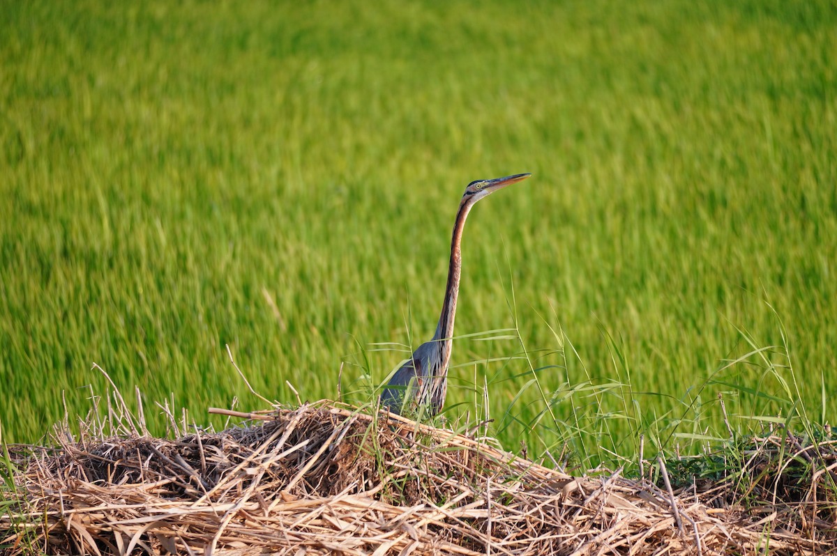 Purple Heron - ML628657452