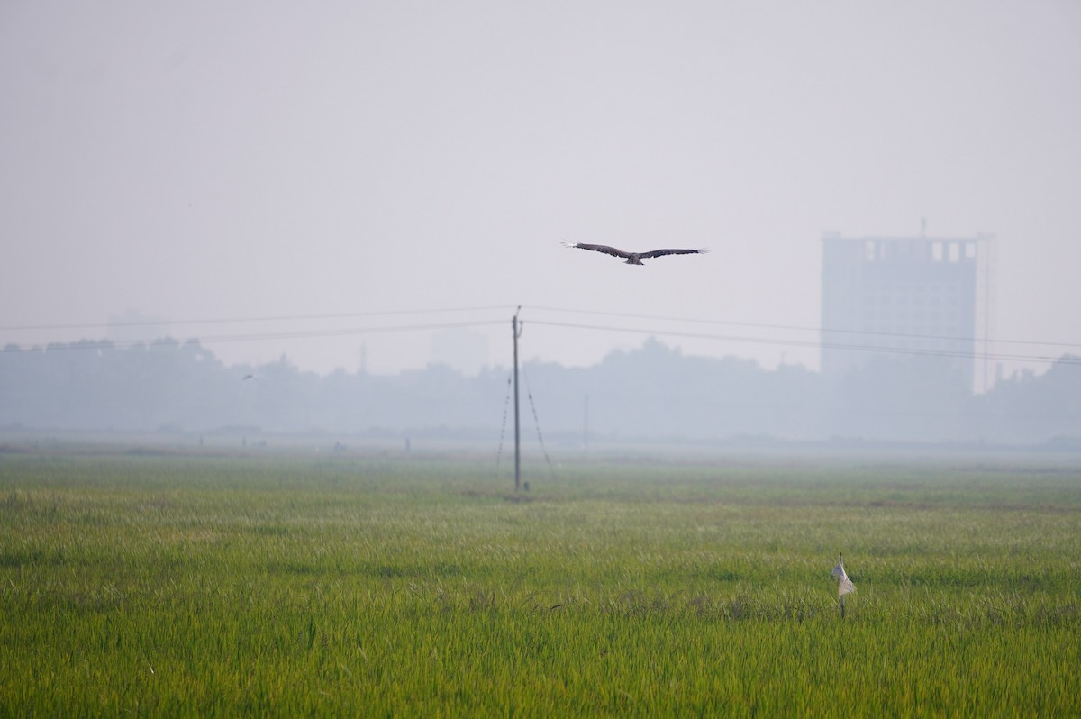Western Marsh Harrier - ML628657474