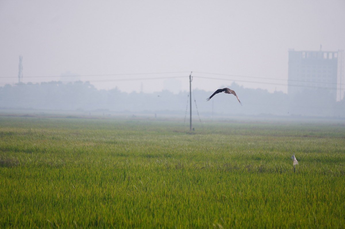 Western Marsh Harrier - ML628657475