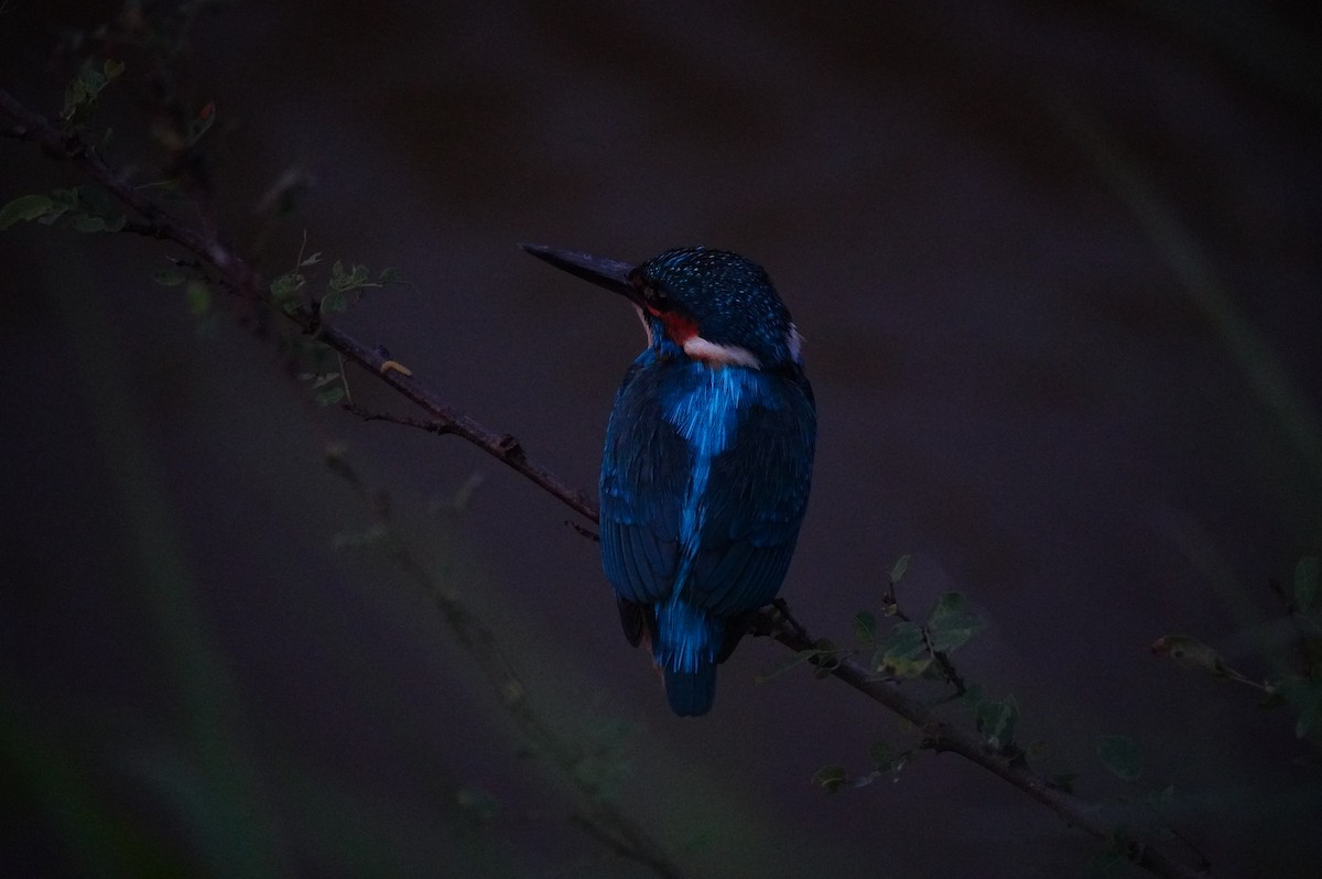 Common Kingfisher - ML628657509
