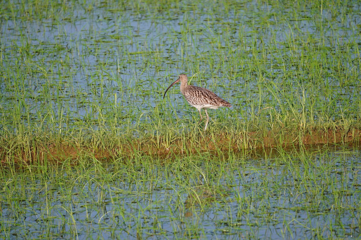 Eurasian Curlew - ML628657540