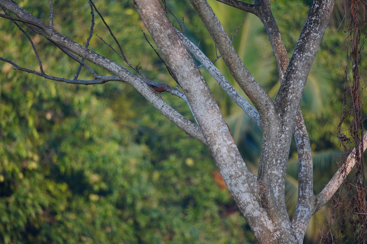 Chestnut-tailed Starling - ML628657606