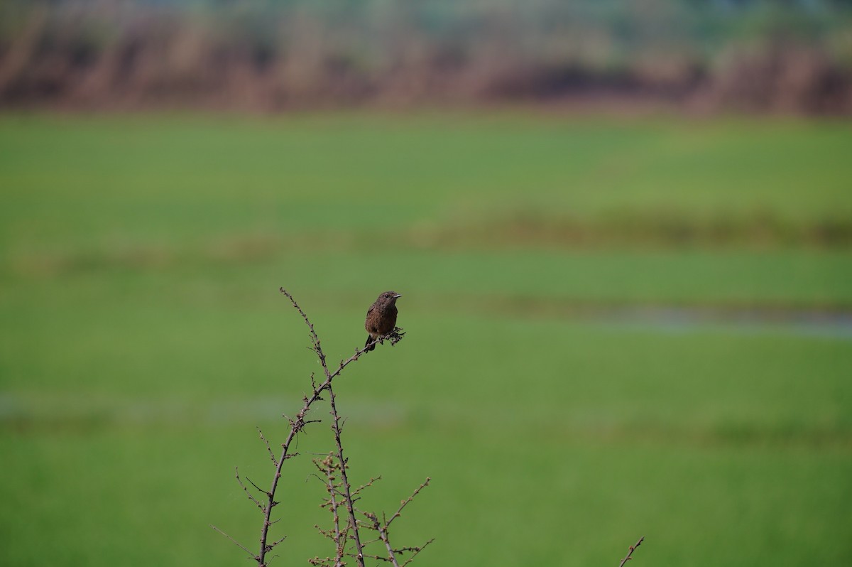 Pied Bushchat - ML628657619