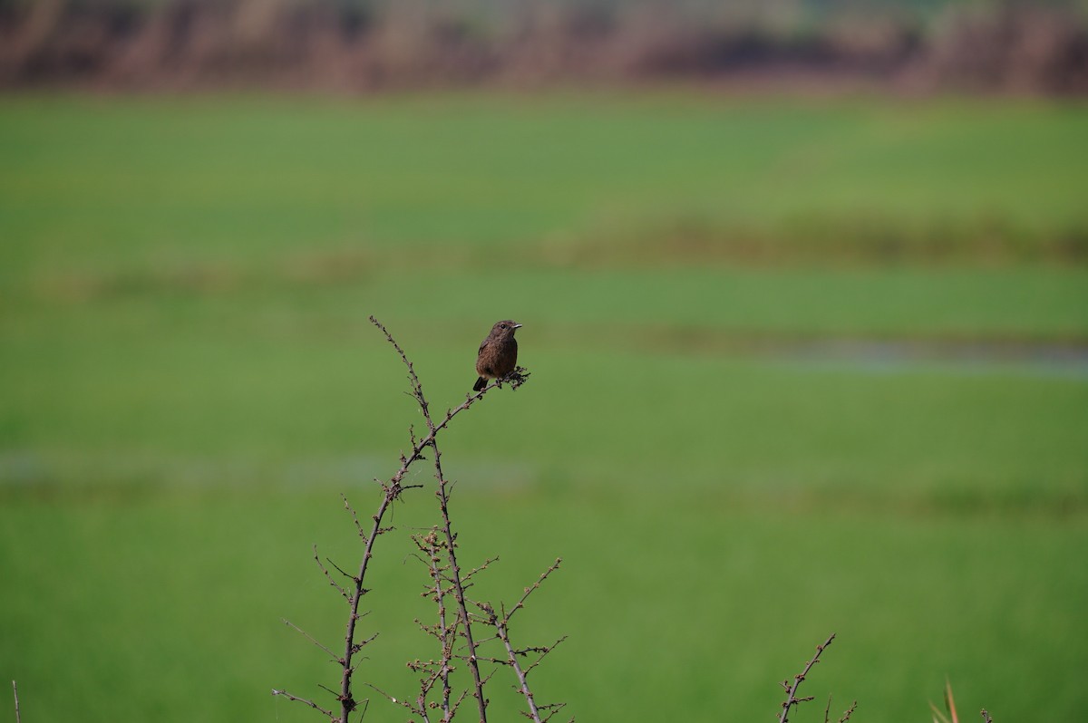 Pied Bushchat - ML628657620