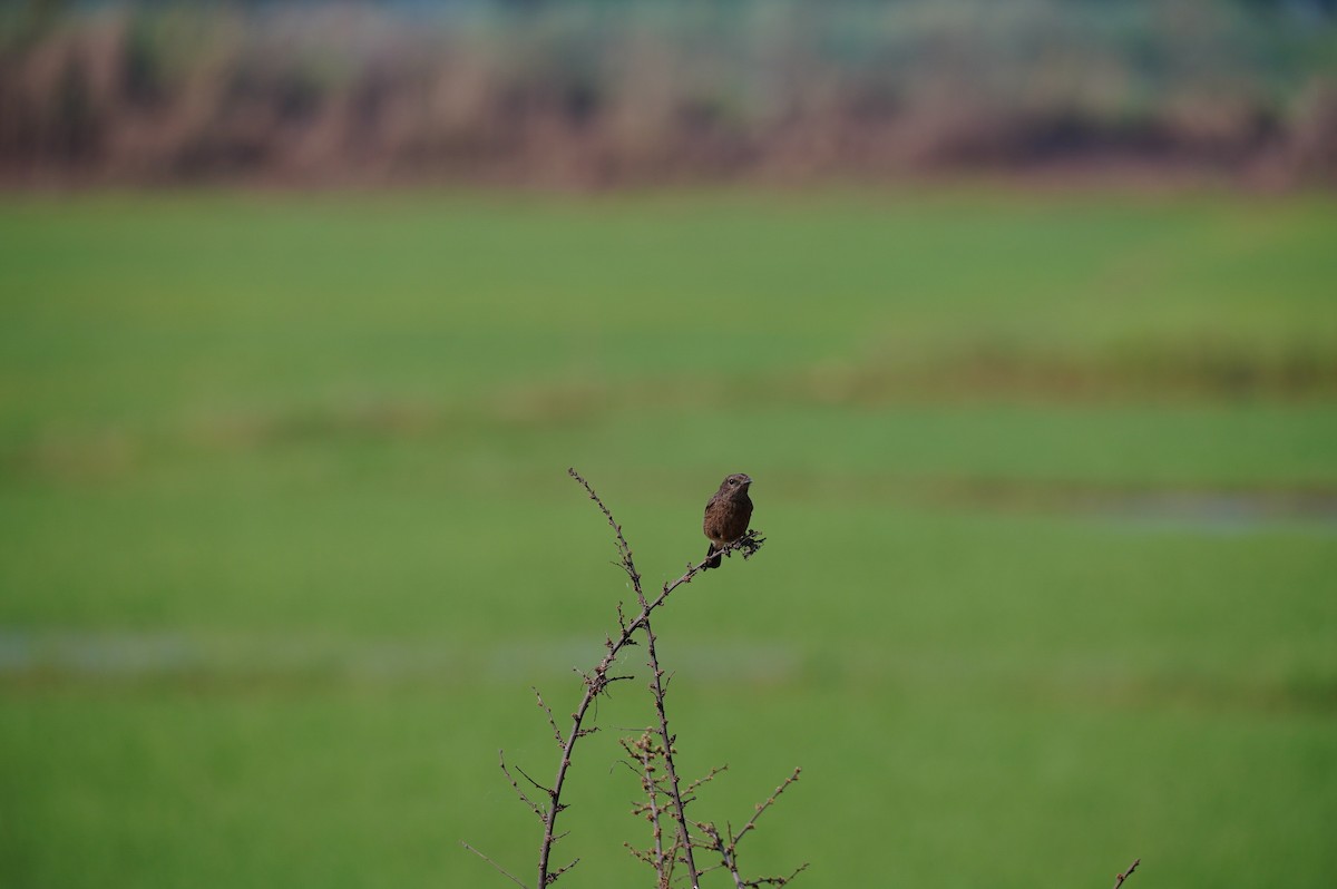 Pied Bushchat - ML628657621