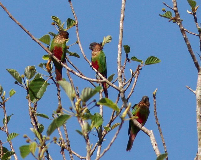 pyrura paráský (ssp. snethlageae) - ML628657699