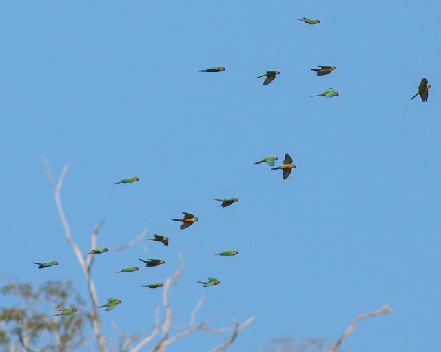 Santarem Parakeet (Madeira) - ML628657757
