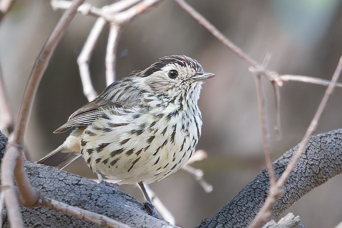 Speckled Warbler - ML628657761