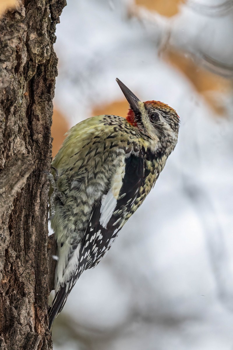 Yellow-bellied Sapsucker - Rob  Sielaff