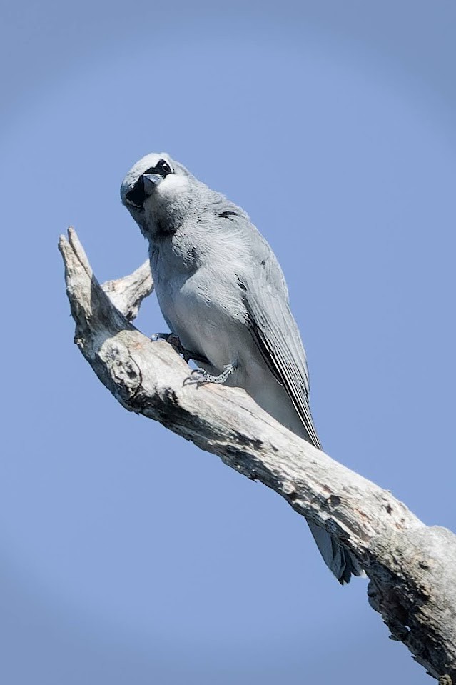 White-bellied Cuckooshrike - ML628657868