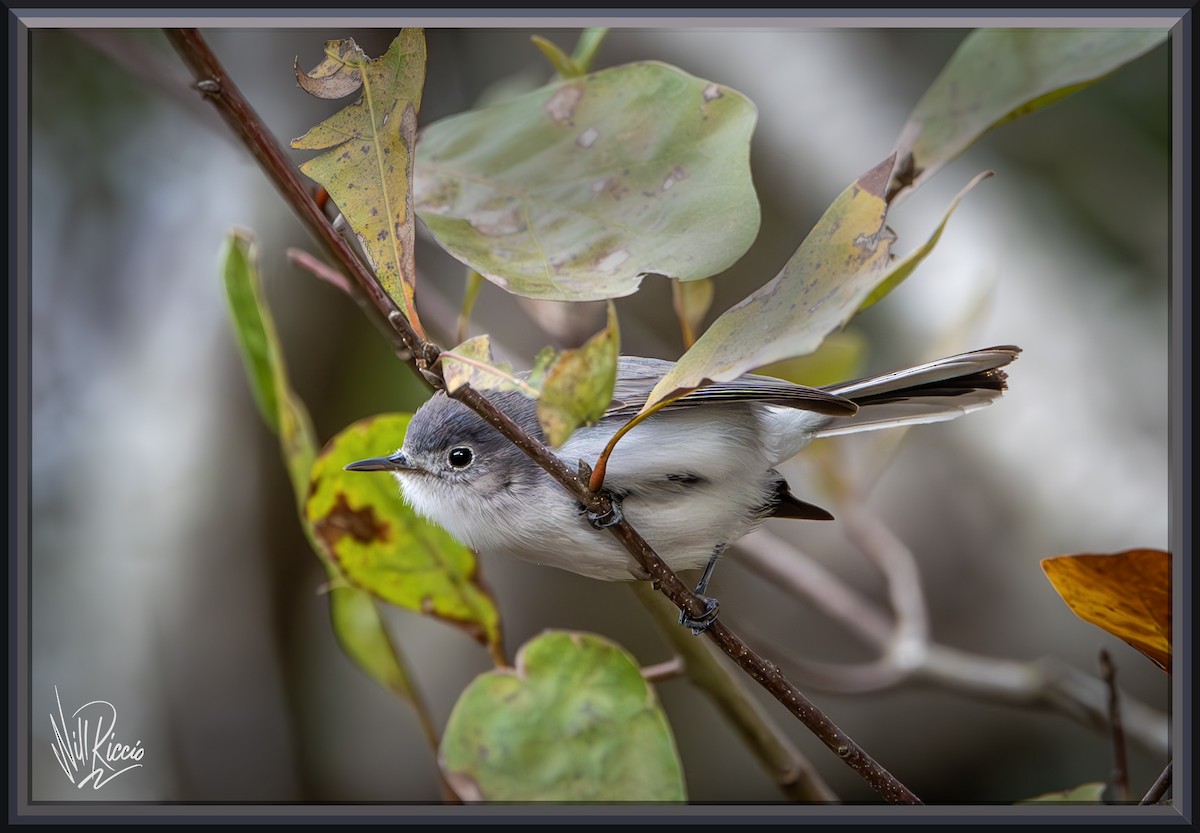Blue-gray Gnatcatcher - ML628657888