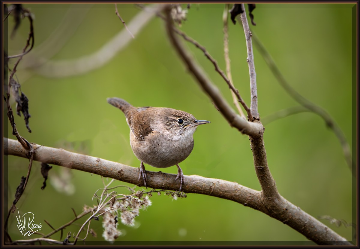 Northern House Wren (Northern) - ML628657979