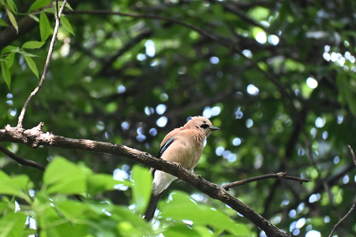 sojka obecná - ML628658204