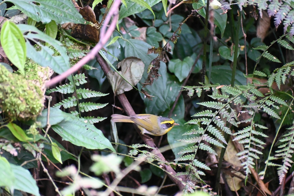 Black-faced Warbler - ML628658266