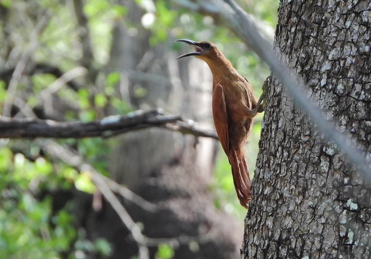 Great Rufous Woodcreeper - Haydee Hüwel