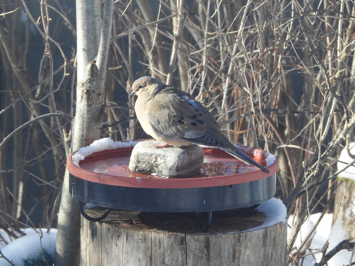 Mourning Dove - ML628658638