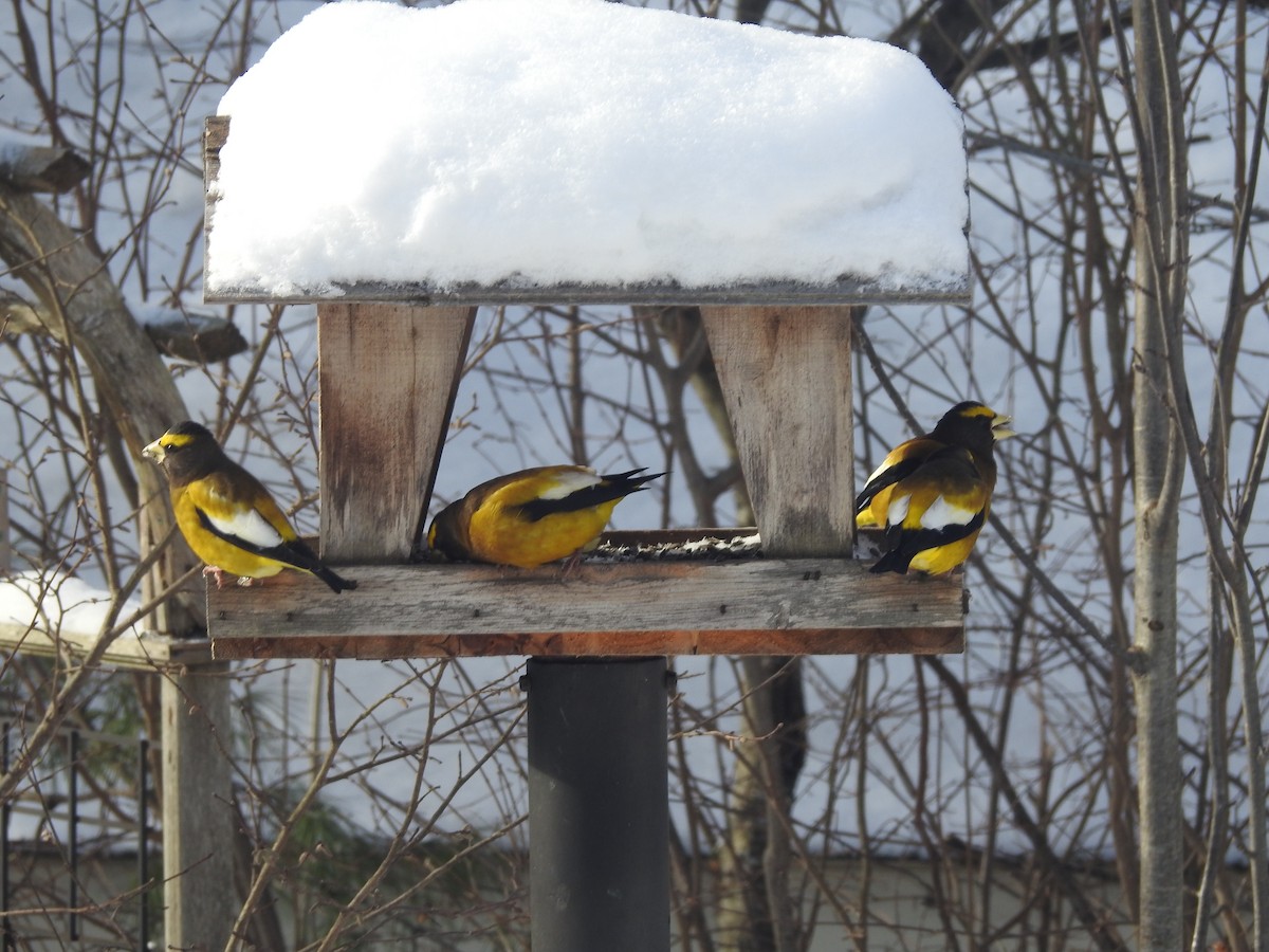 Evening Grosbeak - ML628658673