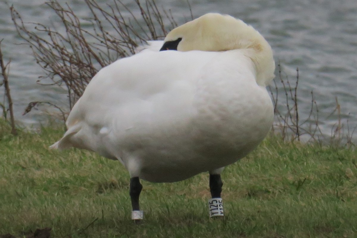 Cigno reale - ML628658692
