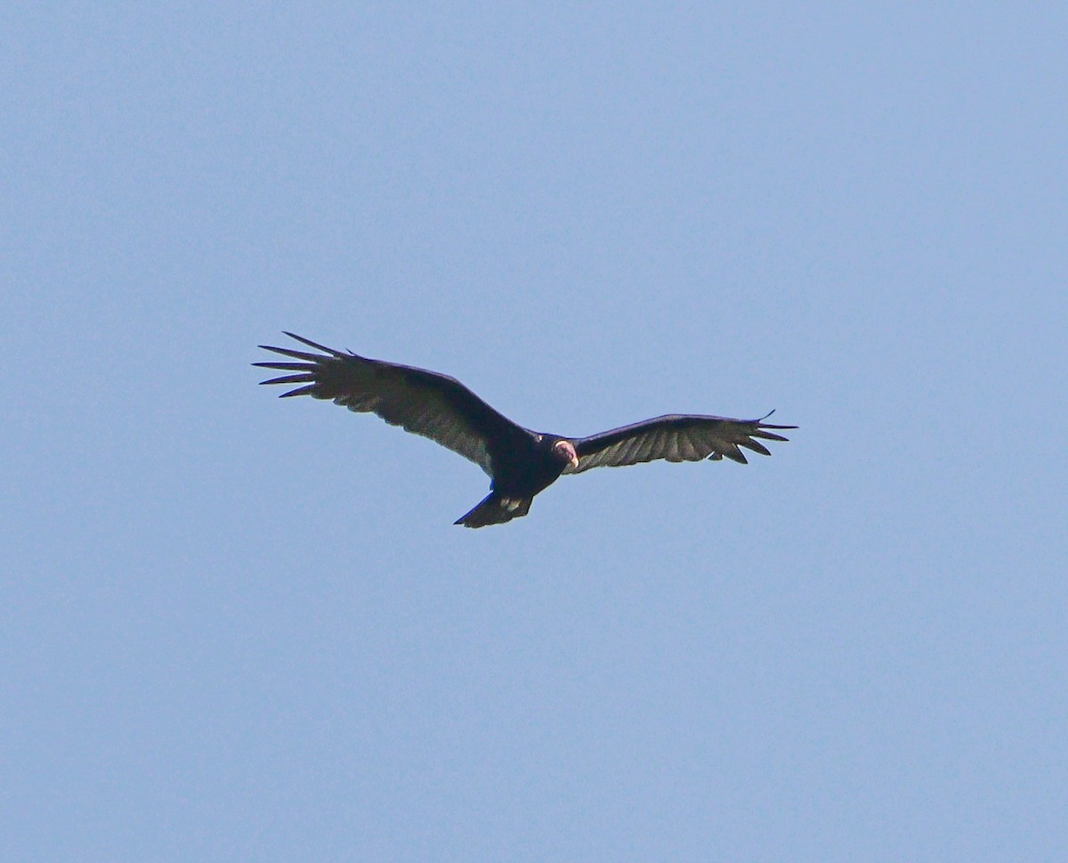 Turkey Vulture - ML628658972