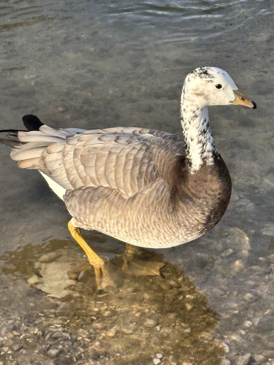 husa tibetská x berneška bělolící (hybrid) - ML628659005