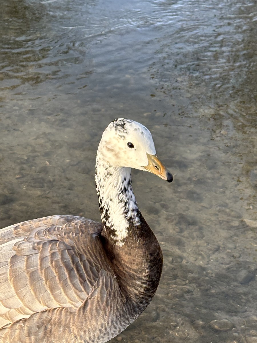 husa tibetská x berneška bělolící (hybrid) - ML628659006