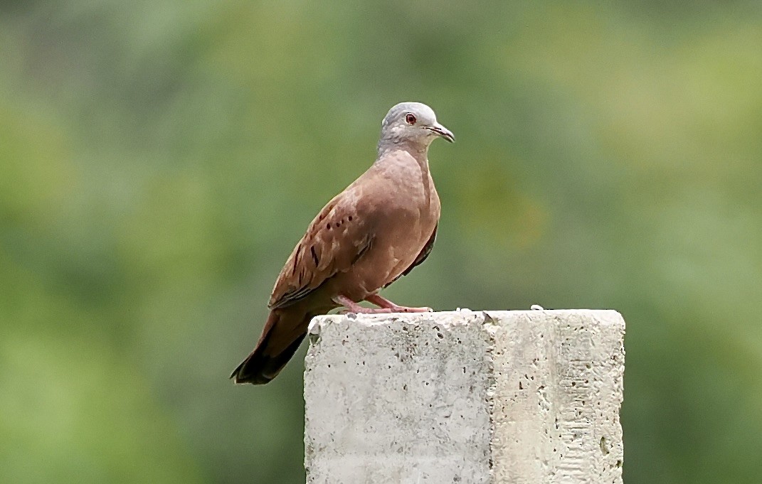 Ruddy Ground Dove - ML628659024