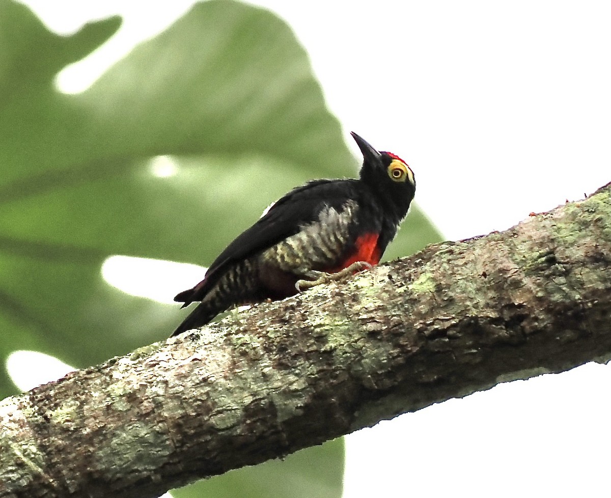 Yellow-tufted Woodpecker - ML628659073