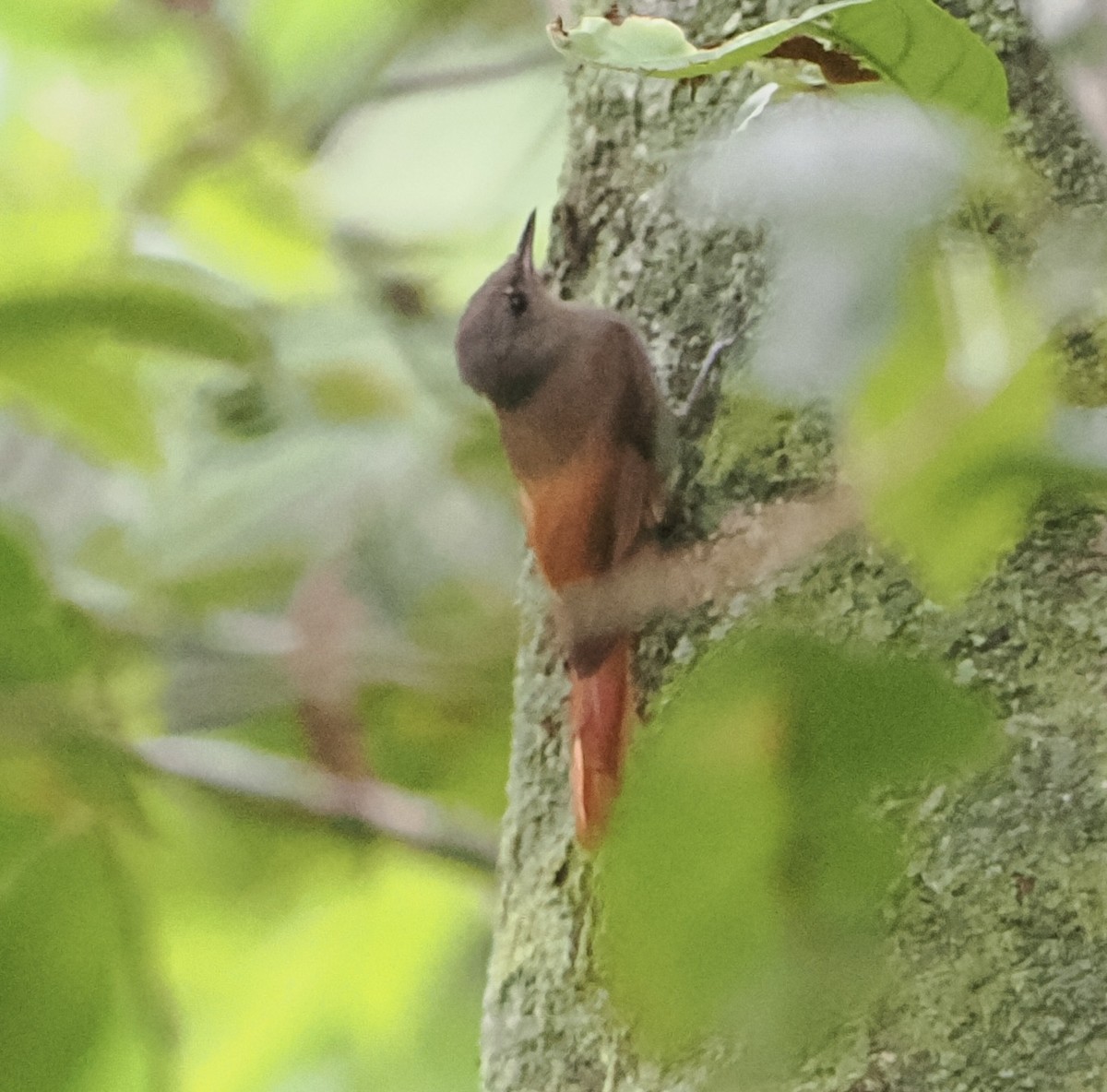 Olivaceous Woodcreeper - ML628659092