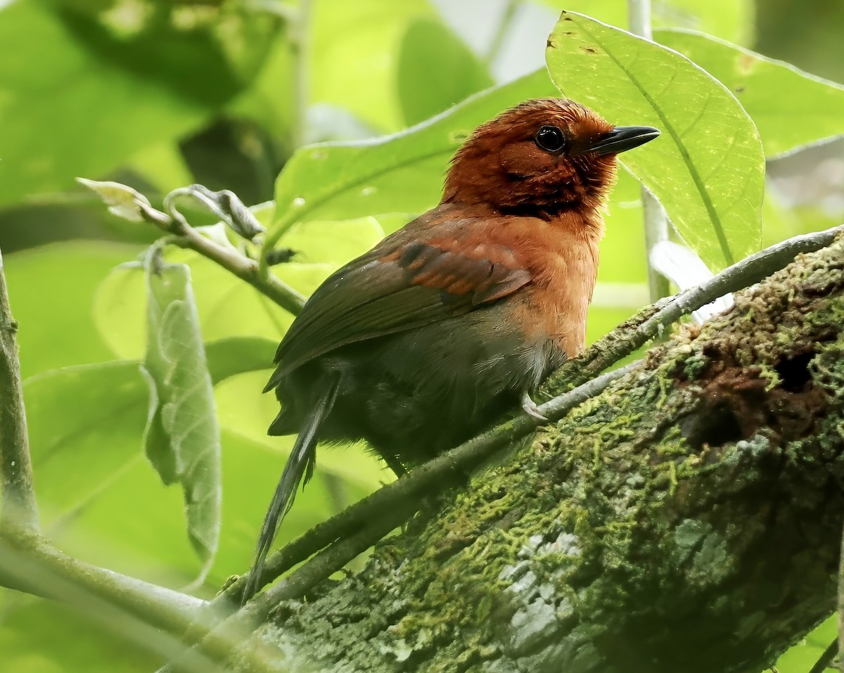 Chestnut-throated Spinetail - ML628659104