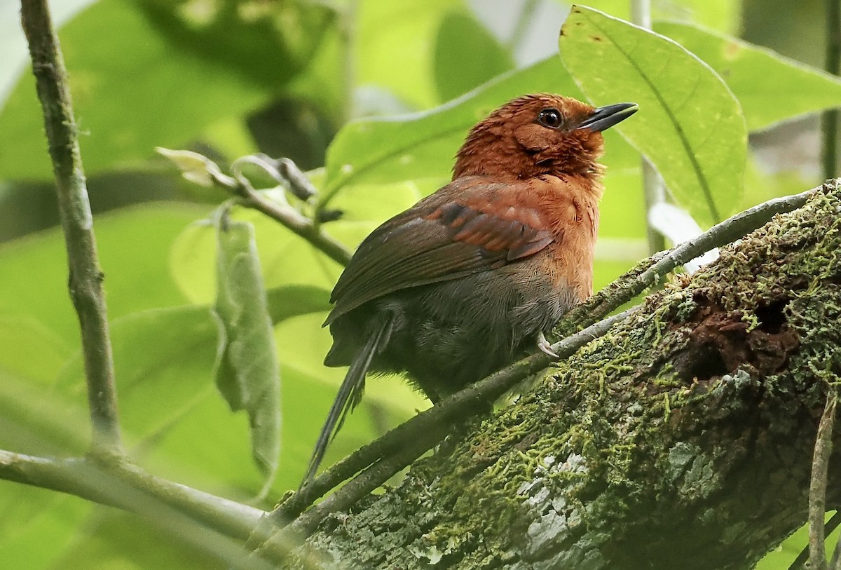 Chestnut-throated Spinetail - ML628659105