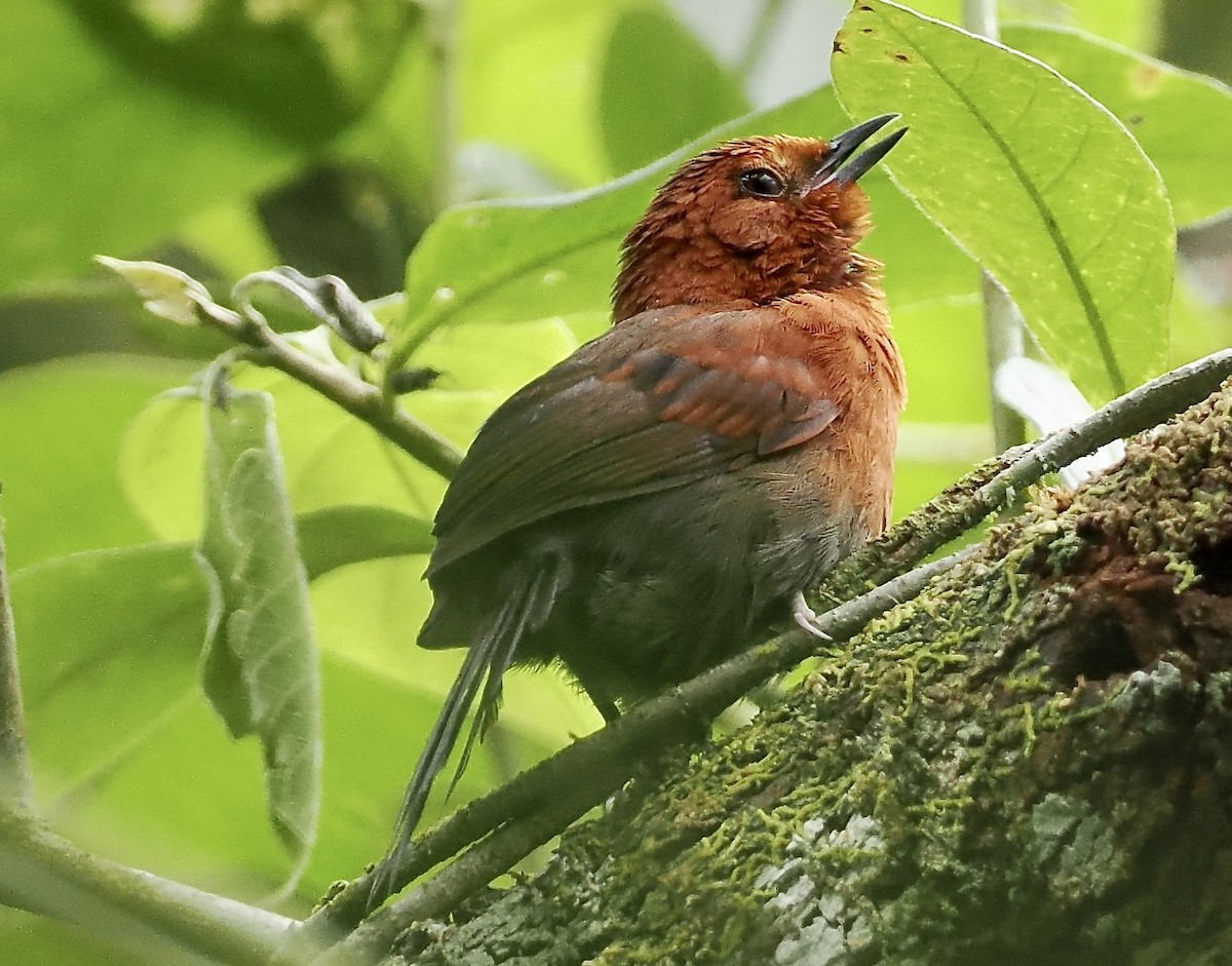 Chestnut-throated Spinetail - ML628659106