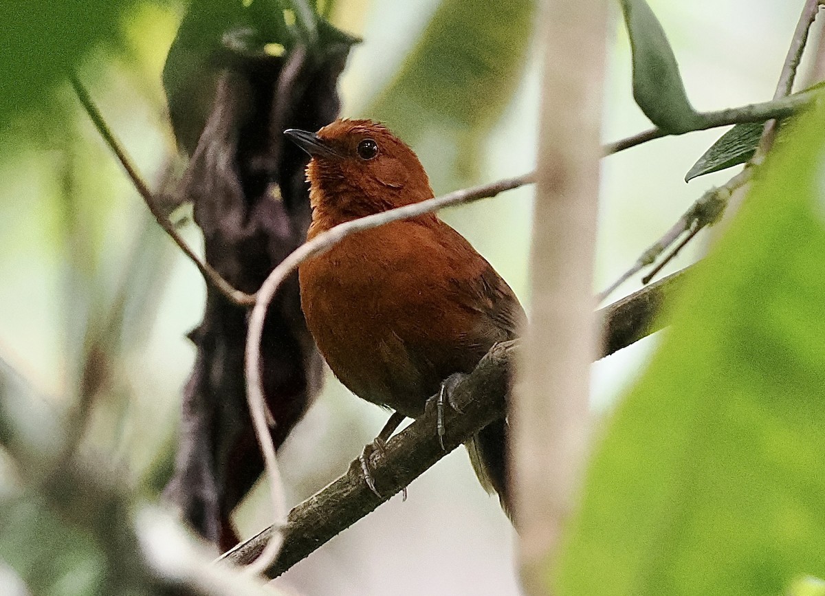 Chestnut-throated Spinetail - ML628659107