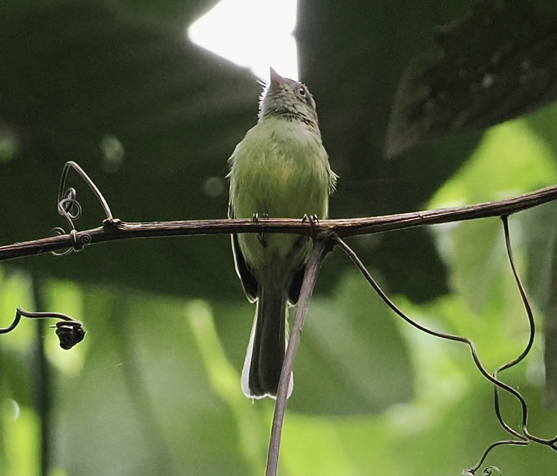 Mishana Tyrannulet - ML628659126