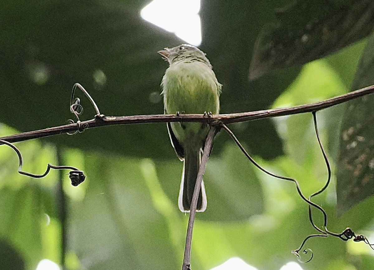 Mishana Tyrannulet - ML628659127