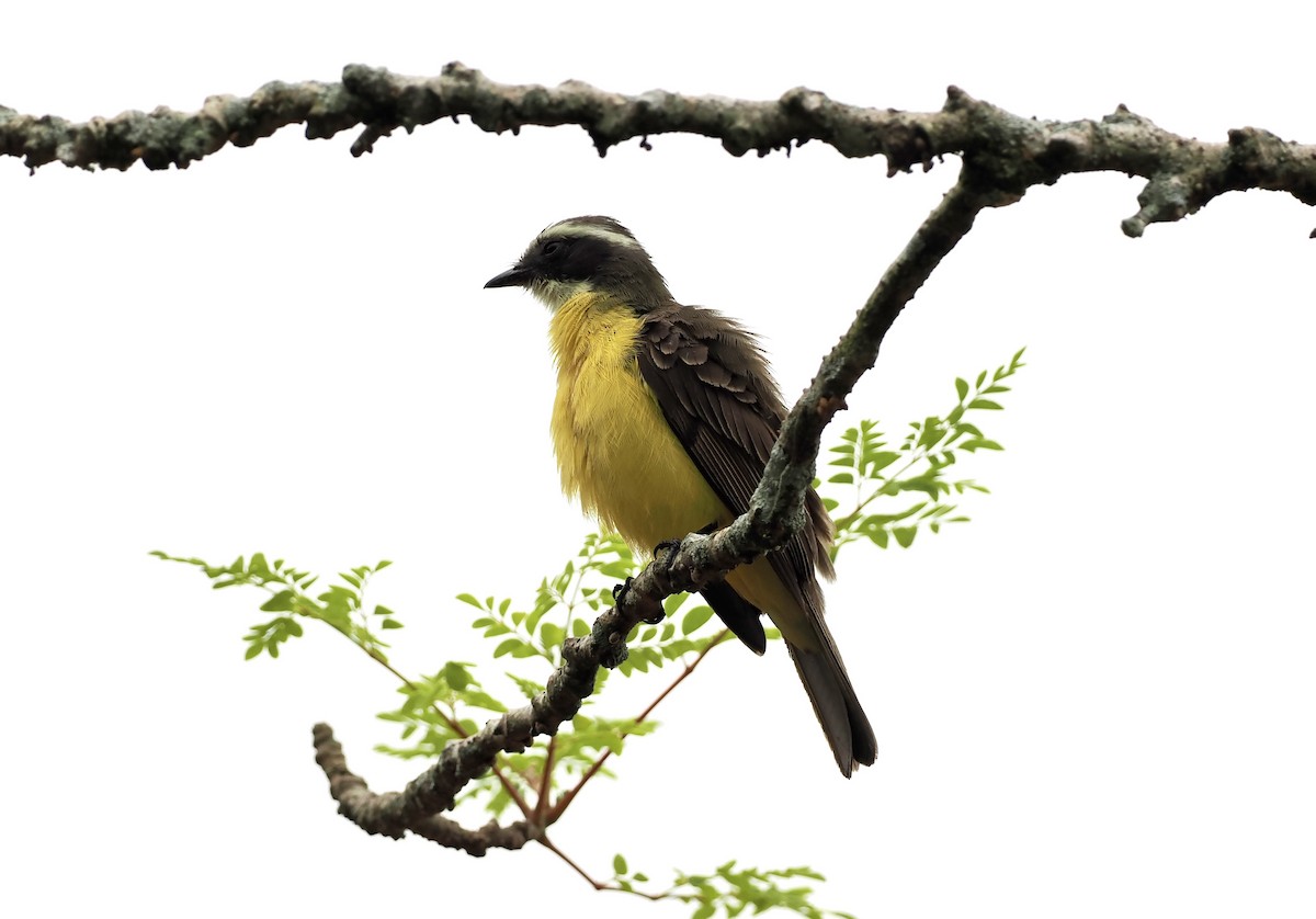 Social Flycatcher - ML628659174