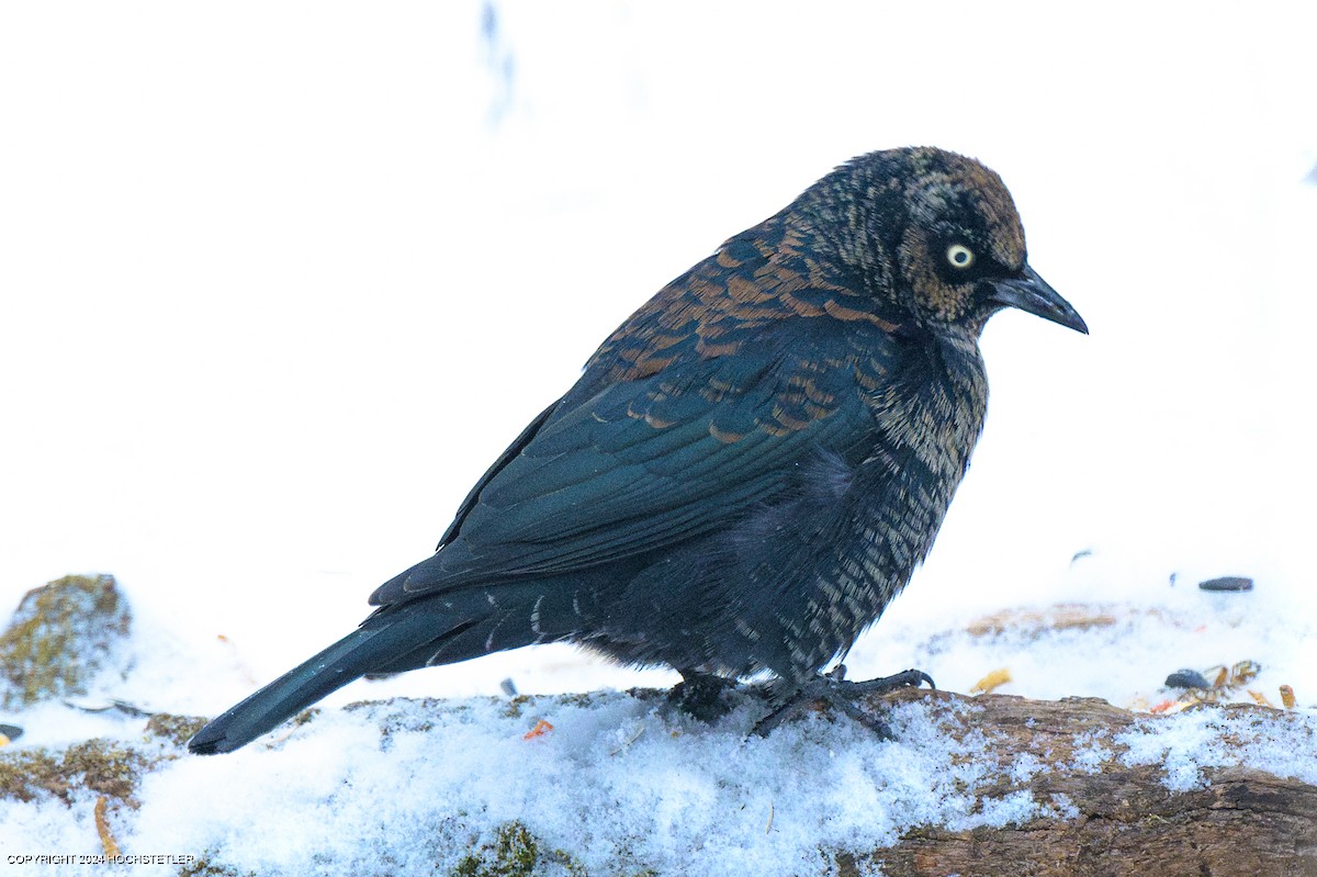 Rusty Blackbird - ML628659234