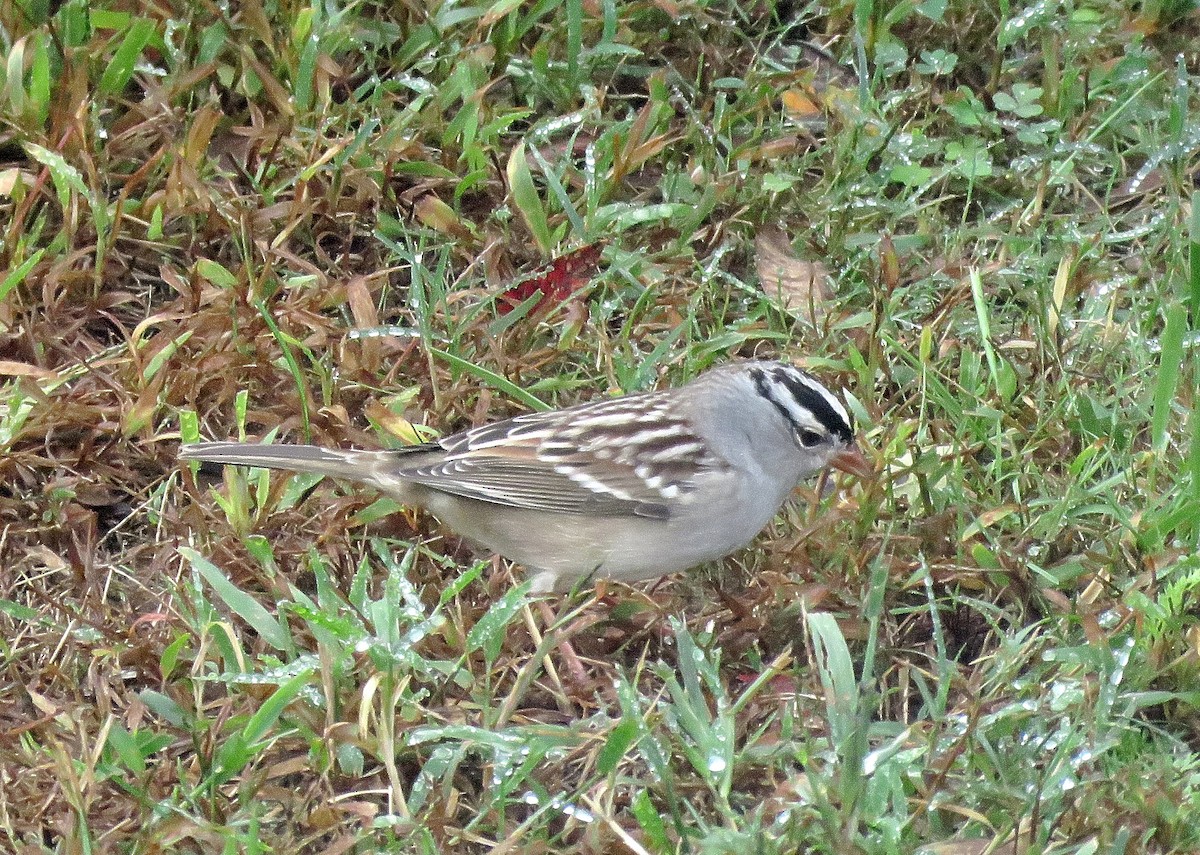 White-crowned Sparrow - ML628659243