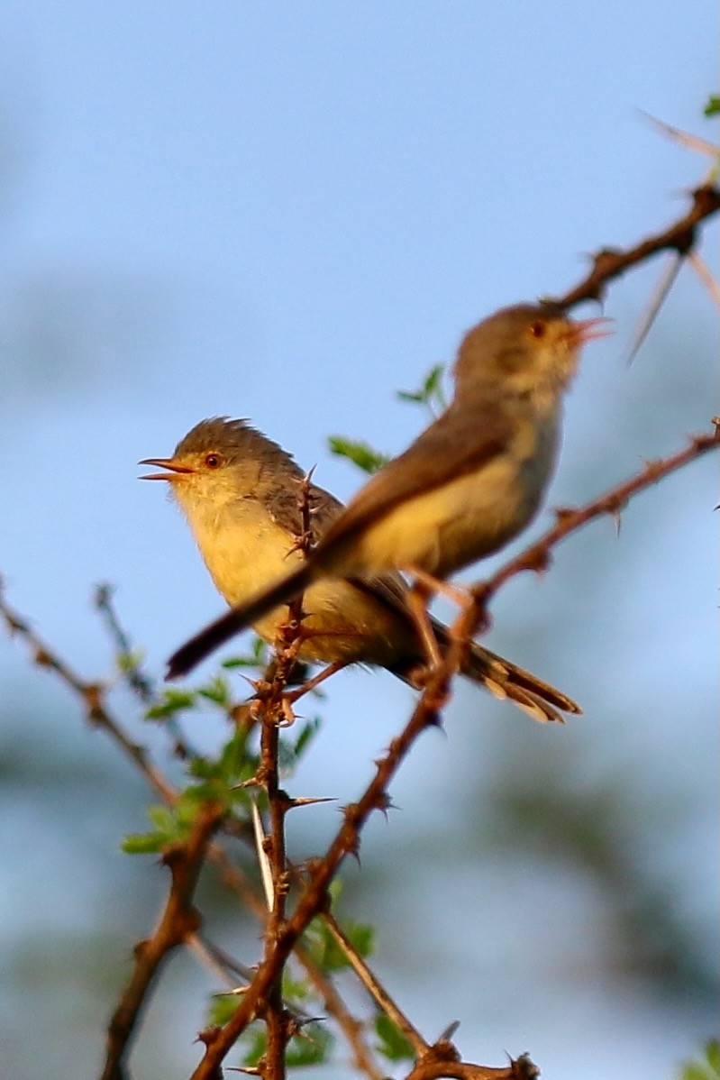 Pale Prinia - ML628659536