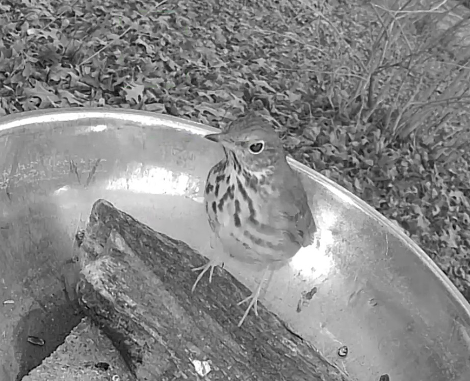 Hermit Thrush - ML628659610