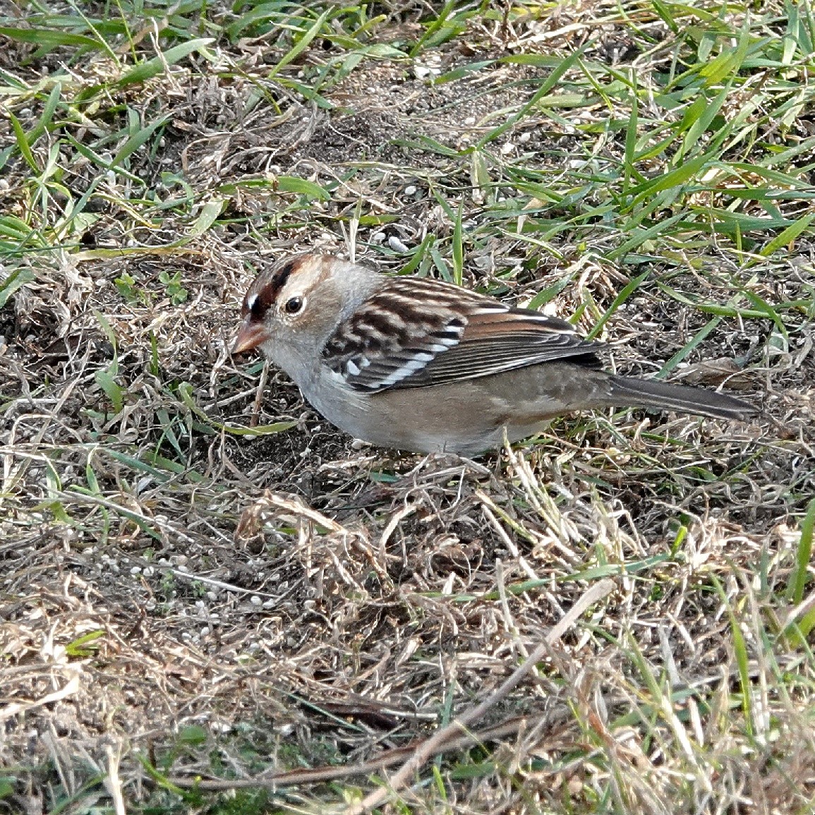 White-crowned Sparrow - ML628659619