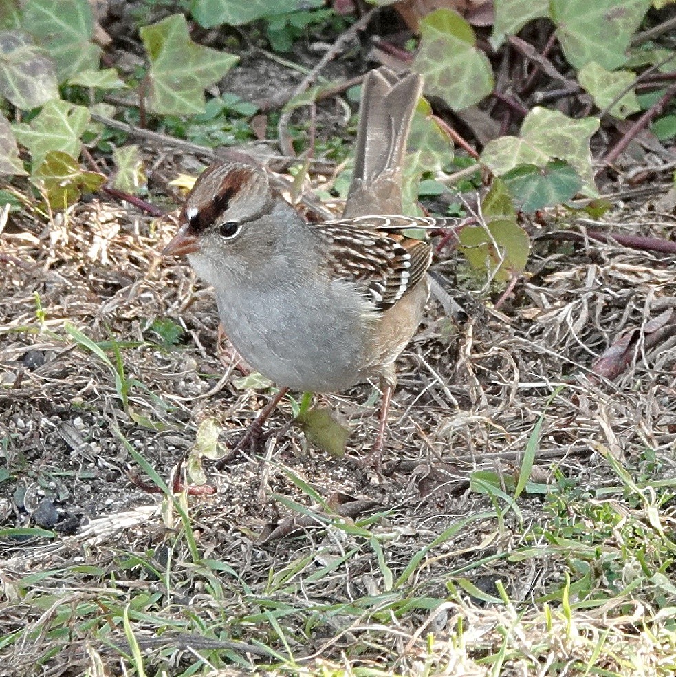 White-crowned Sparrow - ML628659622