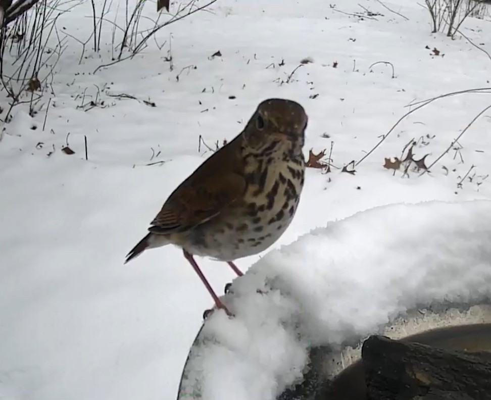 Hermit Thrush - ML628659625