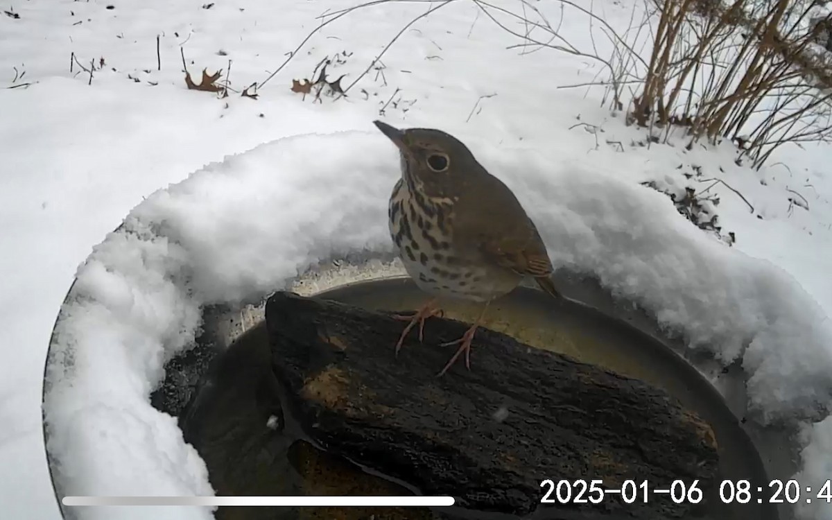 Hermit Thrush - ML628659626