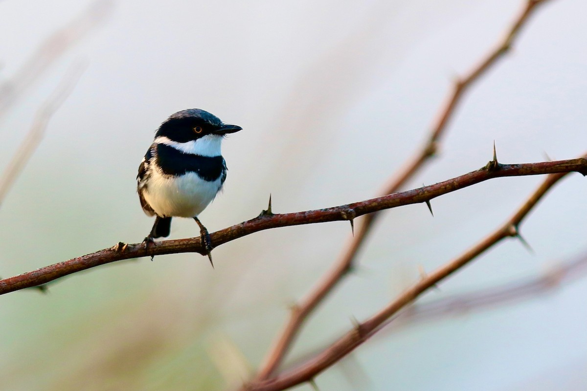 Pygmy Batis - ML628659694